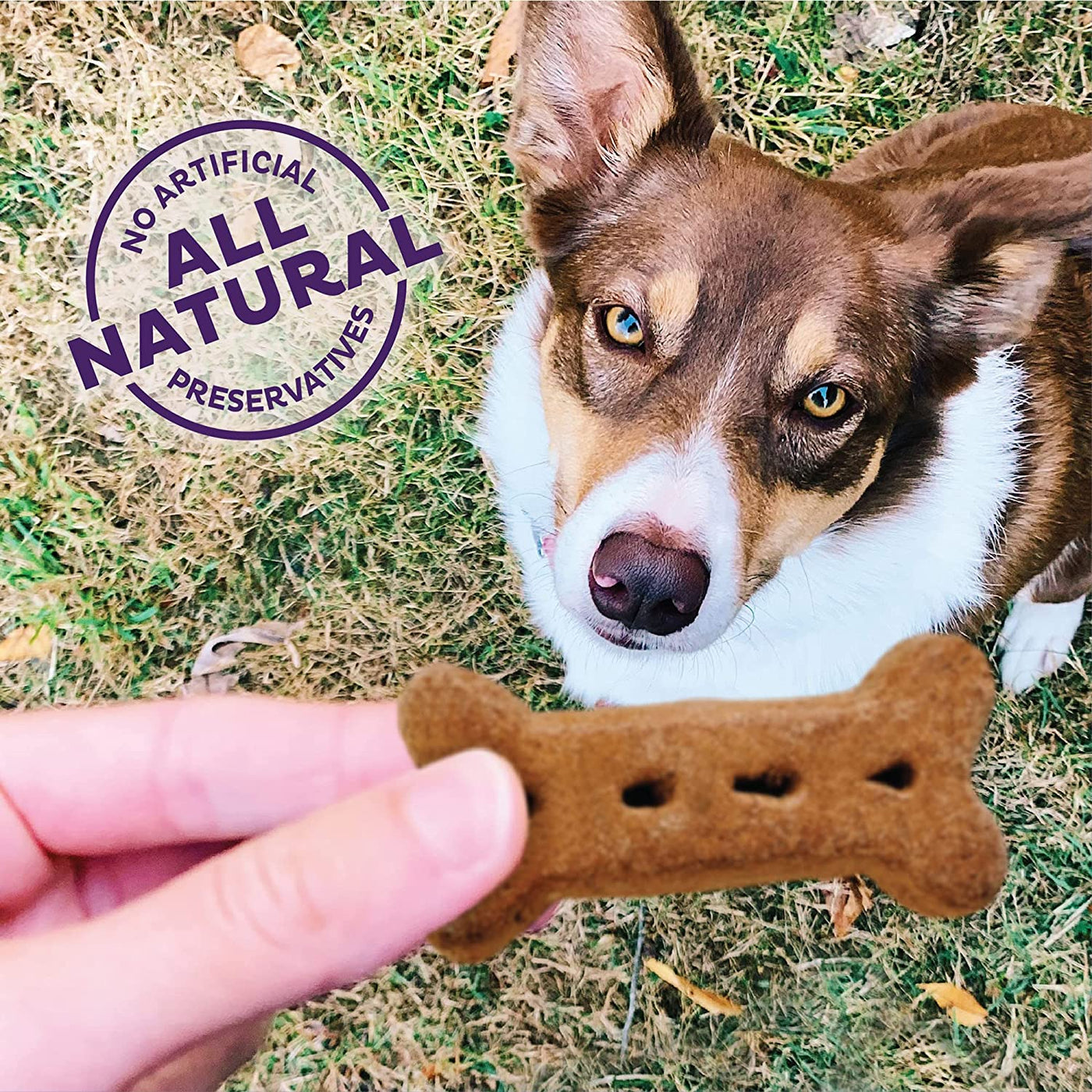 Medium to Large Dog Treats Wellness P-Nuttier ,Natural, Training Treats, Peanut Butter Flavor, Large Size, (6 Pound Box)