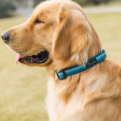 Martingale Collar Dog Collar No Pull Pet Collar Heavy Duty Dog Collar Medium and Large Dogs (Large, Turquoise)