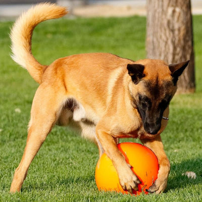 Virtually Indestructible Ball for Dogs, 10-Inch